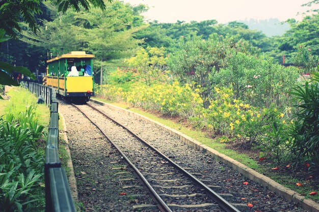 Zdjęcie pociąg na torze kolejowym pośród drzew