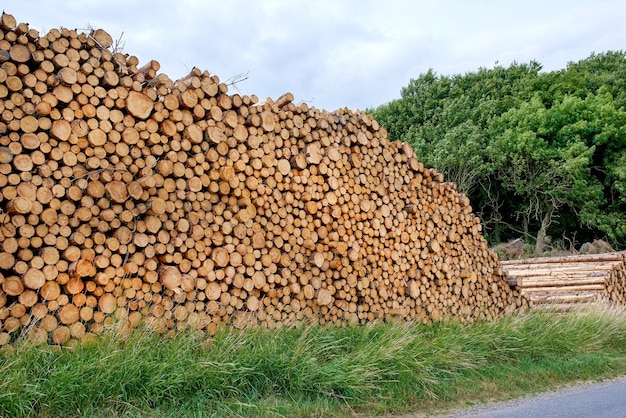 Pocięte kłody bukowe ułożone w stos Wylesianie i wycinka lasów leśnych w przemyśle drzewnym na drewno opałowe i surowce energetyczne Import i eksport drewna wykorzystywanego jako drewno budowlane