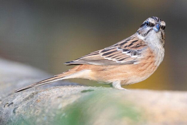 Pocztówka Naskalna Emberiza Cia Malaga Hiszpania