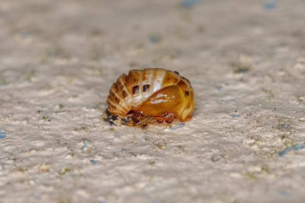 Poczwarka Lady Beetle z czarną plamką z rodzaju Eriopis