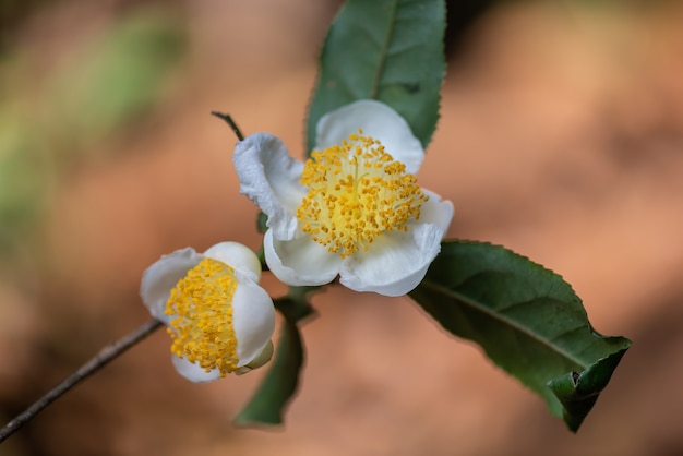 Pod Słońcem W Dzikim Lesie Herbacianym Rosną Herbaciane Kwiaty Z Białymi Płatkami I żółtymi Rdzeniami Kwiatów