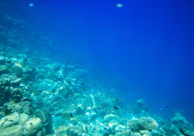 Zdjęcie pod wodą