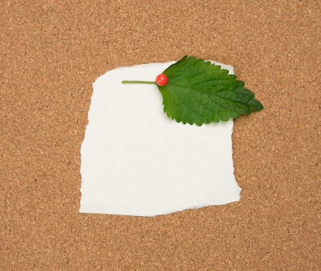 Podarta biała pusta biała kartka papieru przymocowana plastikowym guzikiem na brązowej tablicy korkowej, miejsce na kopię