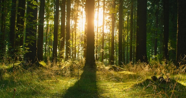 Podążanie ścieżką w pięknym, zielonym, letnim lesie ze wspaniałymi promieniami słońca wpadającymi przez mgłę i drzewa Film został zaczerpnięty z wózka suwakowego Promienie słoneczne oświetlają podłogę lasu