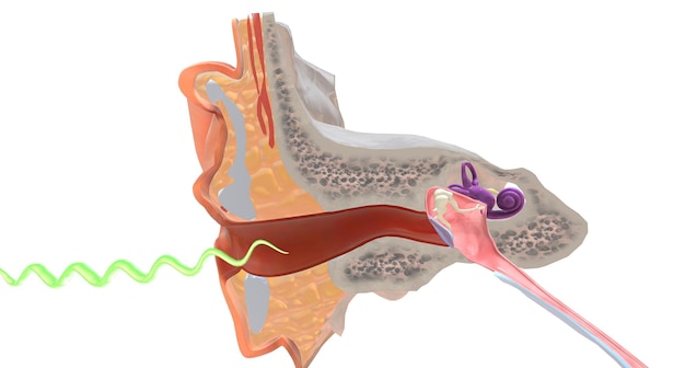 Podczas słyszenia wibracje przemieszczają się ze środowiska zewnętrznego w kierunku ucha