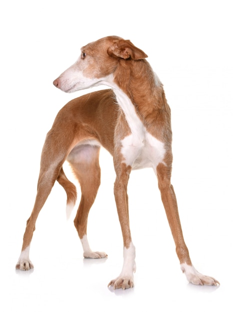 podenco ibicenco izolowane