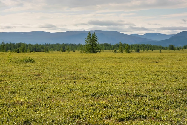 Podgórska tundra