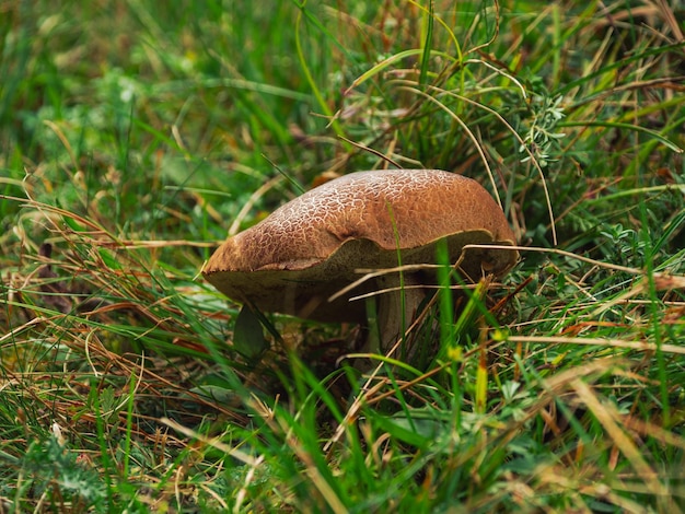 Podgrzybek czerwony pękający w jesiennym lesie Mały grzyb z pęknięciami na osłonkach porów błona dziewicza Łodyga Xerocomellus chrysenteron ma laskę przypominającą rabarbar. Uważana za jadalną, ale niepożądaną