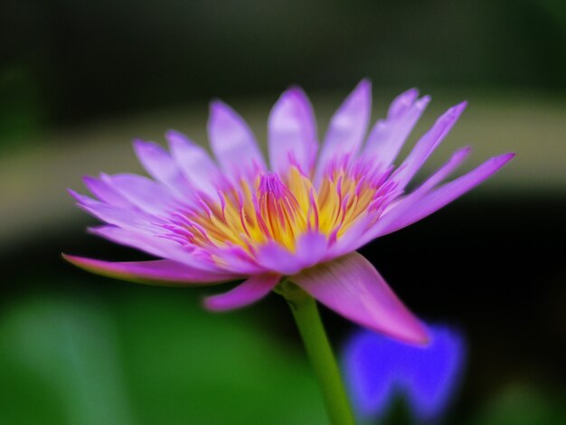 Zdjęcie podkładka z lotosu lub lilii