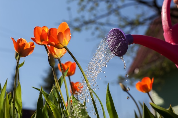 Podlewanie czerwonych tulipanów z konewki