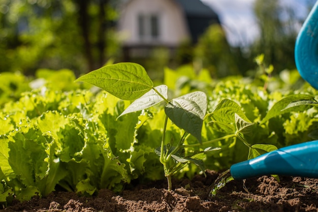 Podlewanie konewką roślin warzywnych na plantacji w letnim upale Koncepcja ogrodnicza Rośliny rolnicze rosnące w rzędzie zagonowym