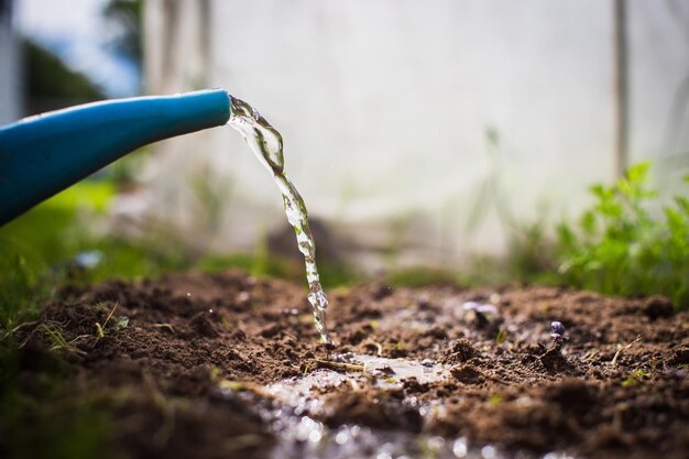 Podlewanie konewką roślin warzywnych na plantacji w letnim upale Koncepcja ogrodnicza Rośliny rolnicze rosnące w rzędzie zagonowym