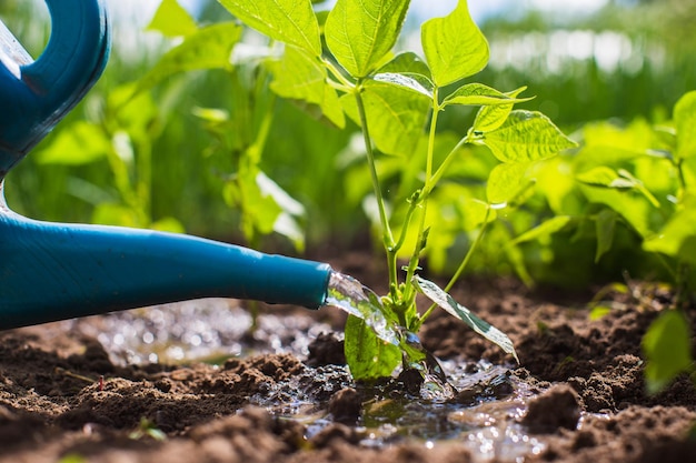 Podlewanie konewką roślin warzywnych na plantacji w letnim upale Koncepcja ogrodnicza Rośliny rolnicze rosnące w rzędzie zagonowym