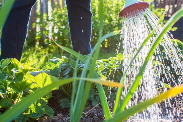 Podlewanie konewką roślin warzywnych na plantacji w letnim upale Koncepcja ogrodnicza Rośliny rolnicze rosnące w rzędzie zagonowym