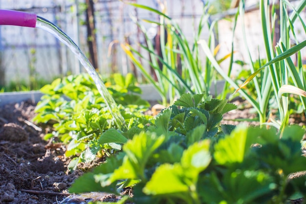 Podlewanie Konewką Roślin Warzywnych Na Plantacji W Letnim Upale Koncepcja Ogrodnicza Rośliny Rolnicze Rosnące W Rzędzie Zagonowym