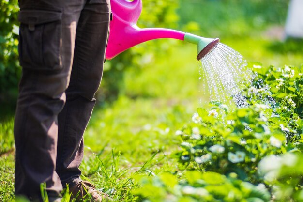 Podlewanie konewką roślin warzywnych na plantacji w letnim upale Koncepcja ogrodnicza Rośliny rolnicze rosnące w rzędzie zagonowym