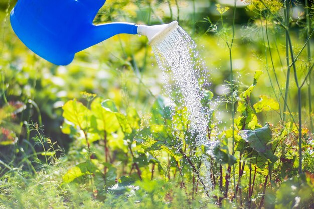 Zdjęcie podlewanie konewką roślin warzywnych na plantacji w letnim upale koncepcja ogrodnicza rośliny rolnicze rosnące w rzędzie zagonowym