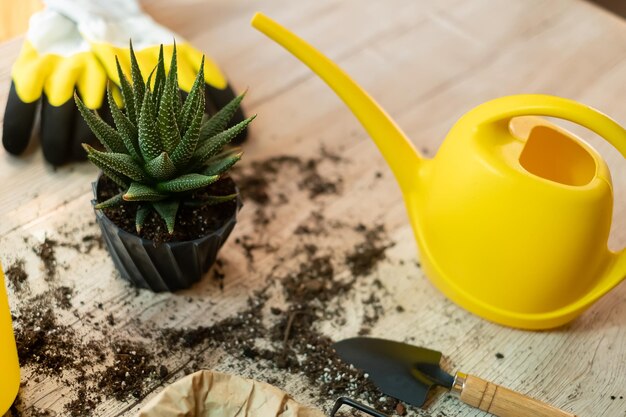 Podlewanie kwiatu z konewki ogrodowej, narzędzia ogrodowe leżą na drewnianym stole, łopata, żółta