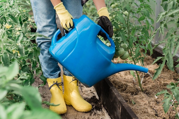 Podlewanie ogrodu warzywnego Zbliżenie kobieta ogrodniczka w rękawiczkach podlewa łóżka organicznymi warzywami Opieka nad roślinami pomidorów w domowej szklarni