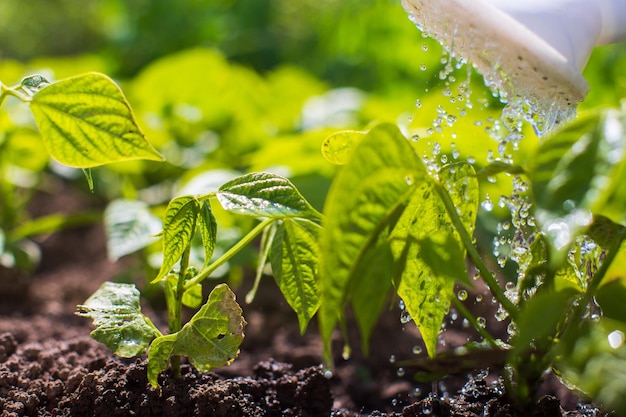 Podlewanie roślin warzywnych na plantacji w letnim upale za pomocą zbliżenia konewki Koncepcja ogrodnicza Rośliny rolnicze rosnące w rzędzie łóżka