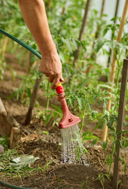 Podlewanie roślin z konewki. Podlewanie koncepcji rolnictwa i ogrodnictwa. Podlewanie sadzonek pomidora