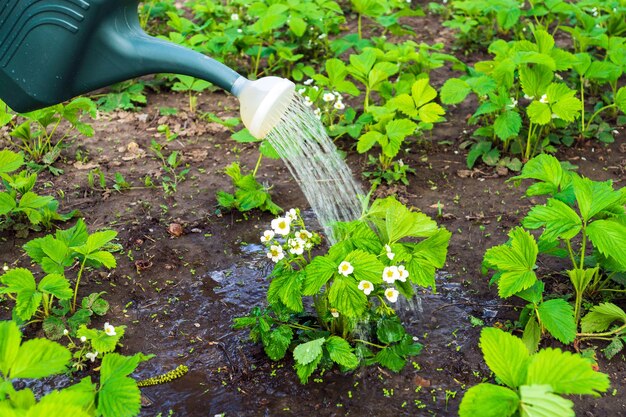 Podlewanie Truskawek Wieczorem Na Plantacji Na Dobre Zbiory