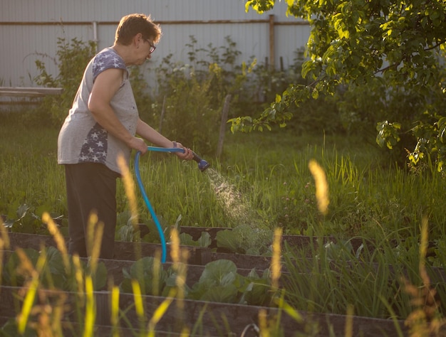 Podlewanie warzyw w ogrodzie za pomocą węża do podlewania Ogród warzywny Koncepcja ogrodnicza