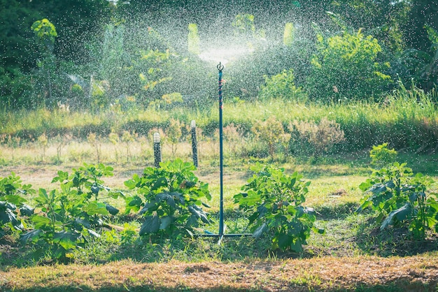 Podlewanie warzyw za pomocą springera.