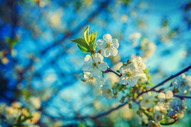 Podłogowe tło wiosna kwiat wiśni i niewyraźne niebo instagram stile