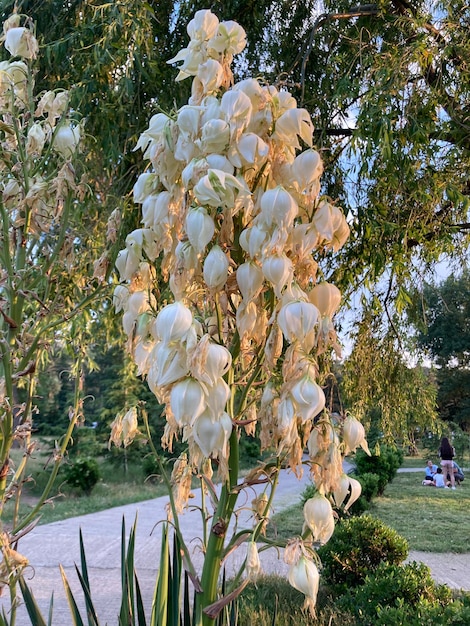 Podrodzina Yucca Agavoideae z rodziny Asparagaceae