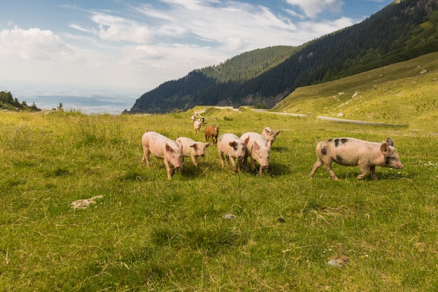 Podróż do Europy Rumunii