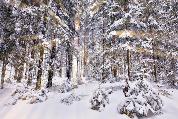 podróż do Kanady zimowy krajobraz leśny, sezonowy widok, panorama w lesie pokrytym śniegiem
