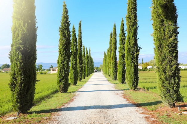 Podróż po Toskanii. Piękny i idylliczny krajobraz alei cyprysów na toskańskiej wsi we Włoszech.
