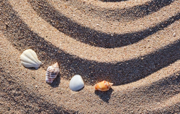 Podróże i wakacje sezon letnie wakacje tło Widok z góry muszli na plaży piasek