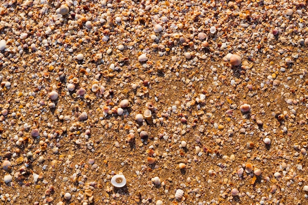 Podróże turystyka wypoczynek. nadmorskie miejsce na letnie wakacje. złoty piasek i plaża z muszelkami.