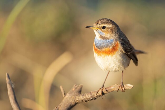 Podróżniczek Luscinia Svecica Malaga Hiszpania