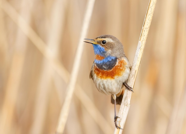 Podróżniczek Luscinia svecica Samiec śpiewa siedząc w gąszczu trzcin na brzegu rzeki