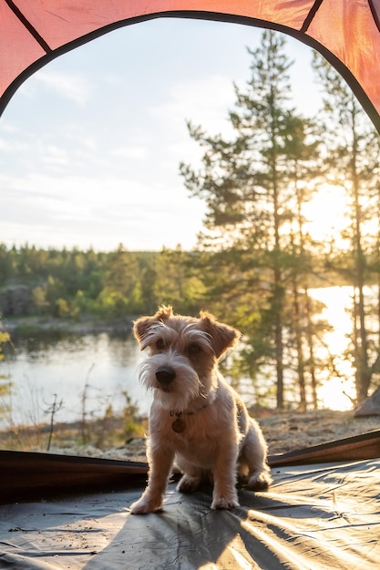 Podświetlany portret Jack Russell Terrier w czerwonym namiocie Pies siedzi na tle jeziora i lasu Rozmycie napisu