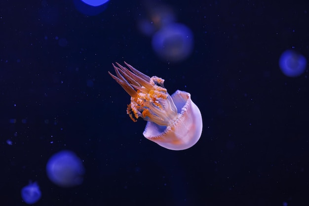 podwodna fotografia pięknej płomiennej meduzy rhopilema esculentum z bliska