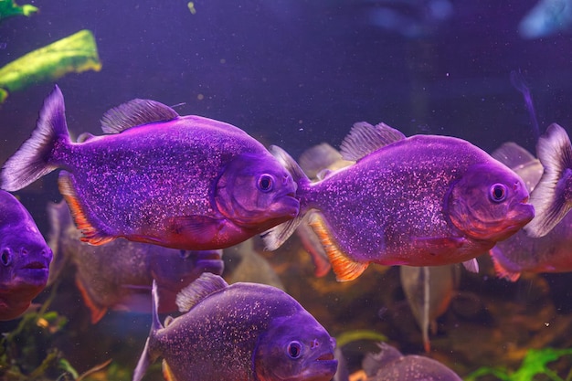 Zdjęcie podwodna fotografia ryb zbliżenie pygocentrus nattereri