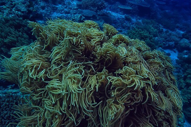 podwodna gąbka życie morskie / rafa koralowa podwodna scena abstrakcyjny krajobraz oceanu z gąbką