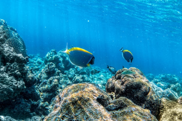 Podwodna rafa koralowa i ryby na Malediwach na Oceanie Indyjskim