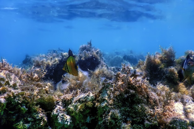 Podwodna rafa krajobrazowa z algami, niebieskie tło podwodne
