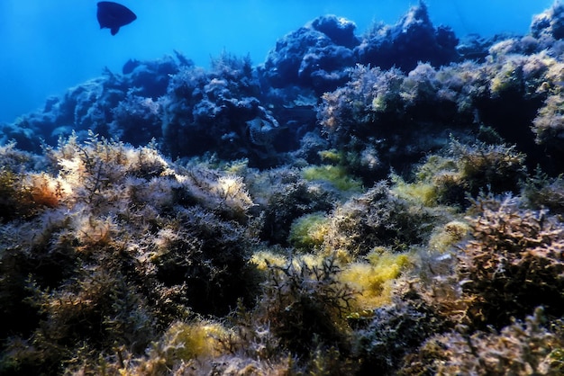 Podwodna rafa krajobrazowa z algami, niebieskie tło podwodne