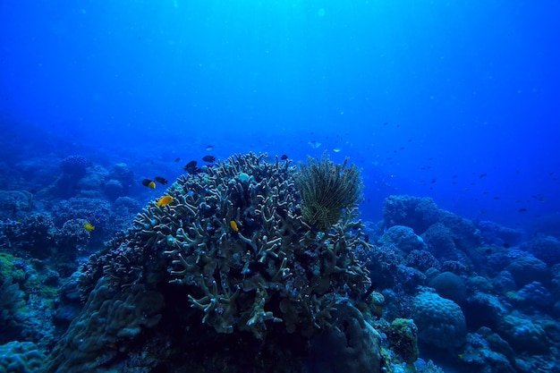 podwodna scena / rafa koralowa, krajobraz dzikiej przyrody oceanu na świecie