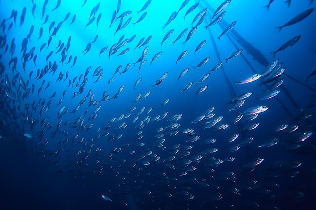 podwodna scena / rafa koralowa, krajobraz dzikiej przyrody oceanu na świecie