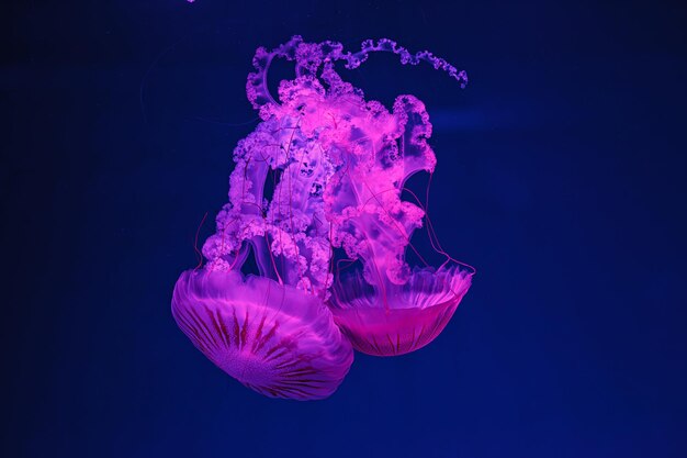 Podwodne fotografowanie pięknej Chrysaora hysoscella