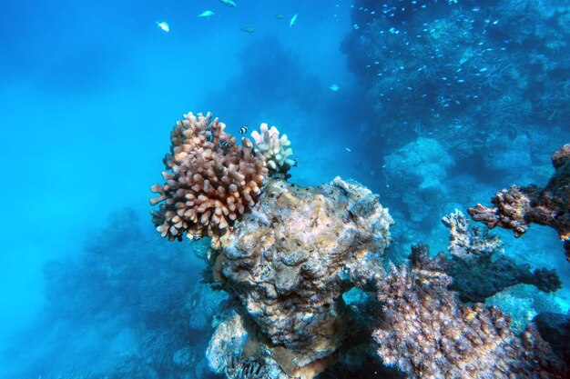 Podwodne rafy koralowe i ryby w Oceanie Indyjskim Malediwy