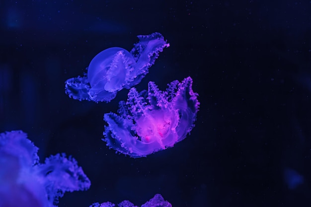 Podwodne ujęcie pięknej marmurkowej meduzy Lychnorhiza Lucerna z bliska