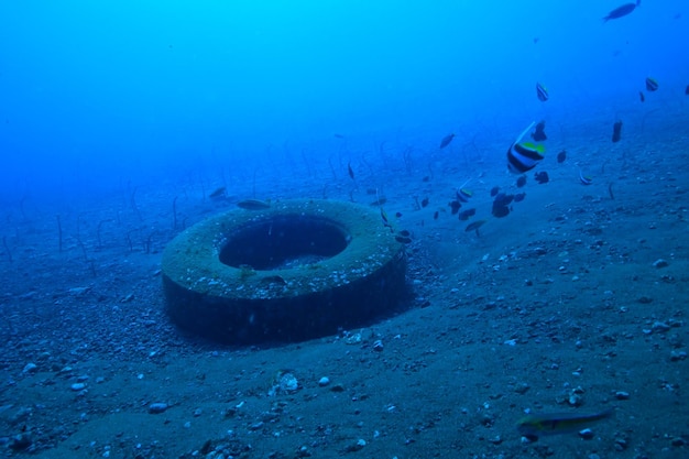 Podwodny świat / Błękitne Morze Bezdroża, światowy Ocean, Niesamowite Podwodne